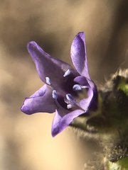 Gilia clivorum