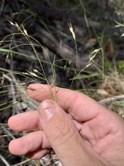 Eriachne pallescens