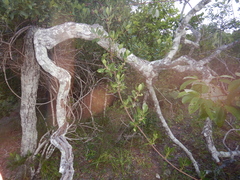 Alyxia spicata