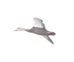 Anas platyrhynchos × fulvigula