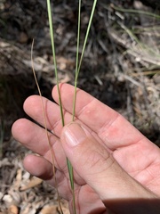 Eriachne pallescens