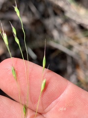 Eriachne pallescens