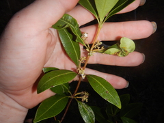 Alyxia spicata
