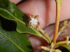 Alyxia spicata