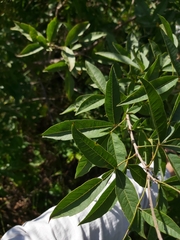 Searsia transvaalensis