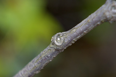 Amblopala avidiena