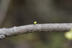 Amblopala avidiena