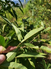 Searsia transvaalensis