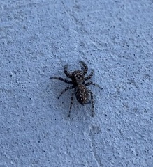 Platycryptus arizonensis