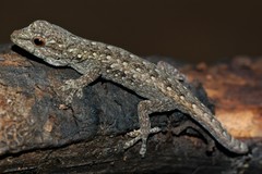 Lygodactylus gutturalis
