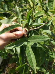 Searsia transvaalensis