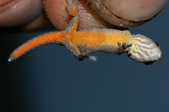 Lygodactylus gutturalis