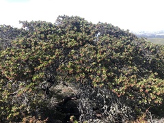 Arctostaphylos montaraensis