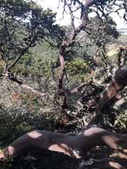 Arctostaphylos montaraensis