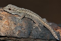 Lygodactylus gutturalis