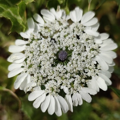 Artedia squamata
