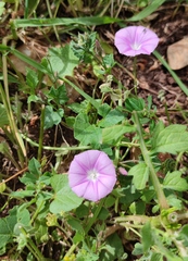 Convolvulus coelesyriacus