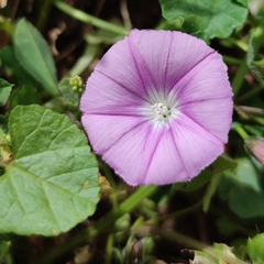 Convolvulus coelesyriacus