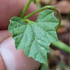 Convolvulus coelesyriacus