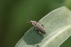 Atalantycha dentigera