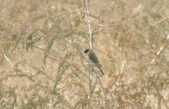 Saxicola stejnegeri