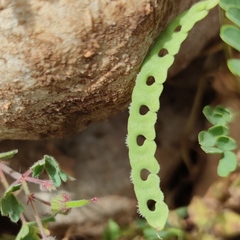 Hippocrepis unisiliquosa