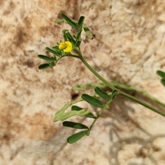 Hippocrepis unisiliquosa