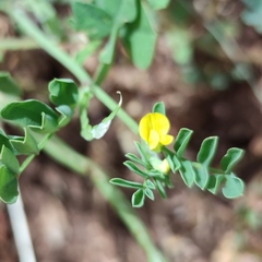 Hippocrepis unisiliquosa