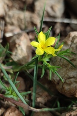 Linum nodiflorum