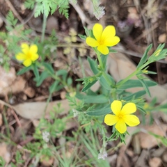 Linum nodiflorum
