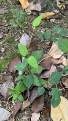 Paederia foetida