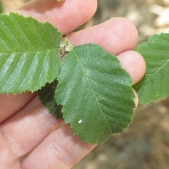 Alnus oblongifolia