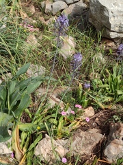 Scilla hyacinthoides