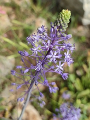Scilla hyacinthoides