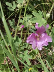 Alcea digitata