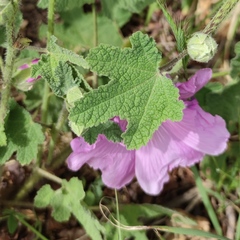 Alcea digitata