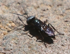 Dryudella caerulea