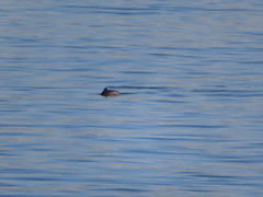 Phocoena phocoena vomerina