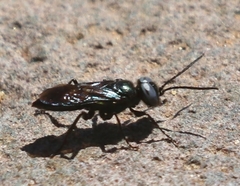 Dryudella caerulea