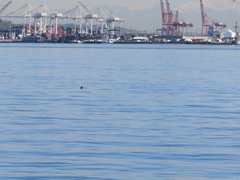 Phocoena phocoena vomerina