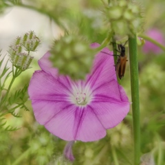 Oedemera flavipennis