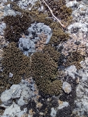 Psora pseudorussellii