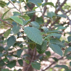 Alnus oblongifolia