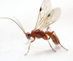 Rogadinae
