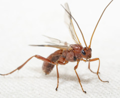 Rogadinae