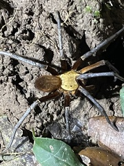 Ancylometes terrenus