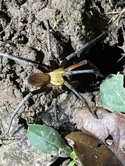 Ancylometes terrenus