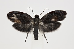 Spheterista
