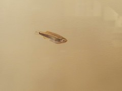 Tanichthys albonubes