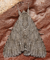 Acronicta americana